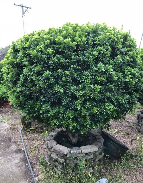 米兰绿植懒人盆_米兰盆栽养殖方法--第1张