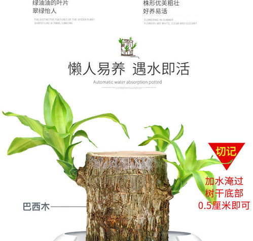 时尚懒人绿植_懒人植物怎么养--第1张