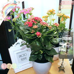 懒人绿植店铺图片大全_懒人植物花卉--第1张
