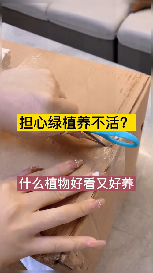 懒人绿植桌面摆放_桌面摆放的植物--第1张