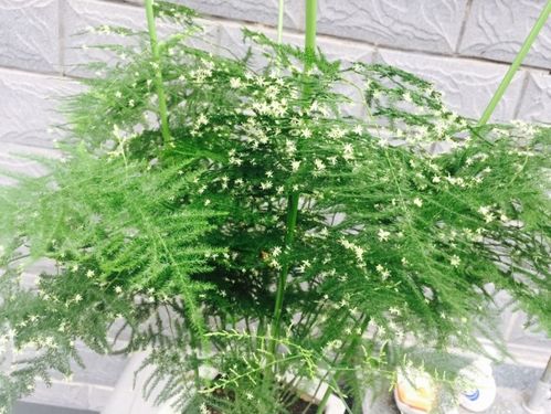 懒人适合种植什么绿植品种_懒人适合种的植物--第1张