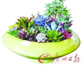 绿植懒人京东自营_绿植京东商城花店--第1张
