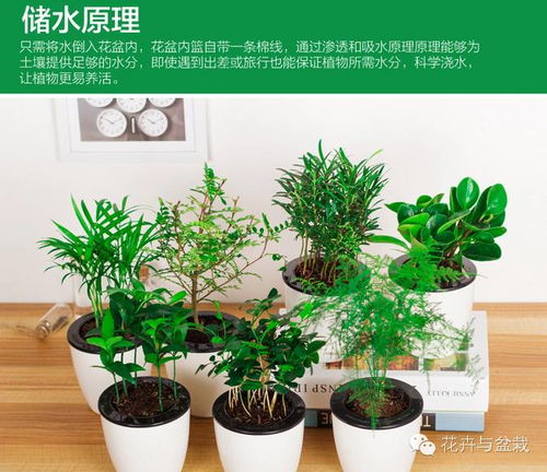 懒人别墅绿植_懒人绿植室内--第1张