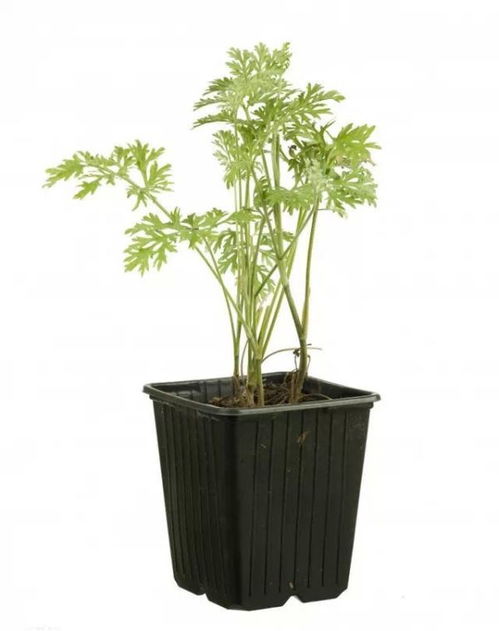 懒人小绿植推荐_108种懒人植物--第1张