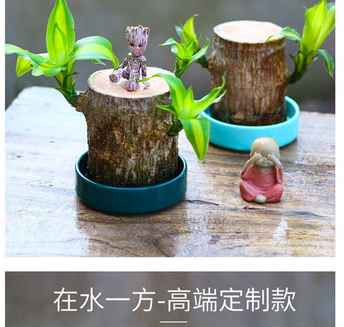 巴西米懒人绿植_懒人植物巴西木--第1张