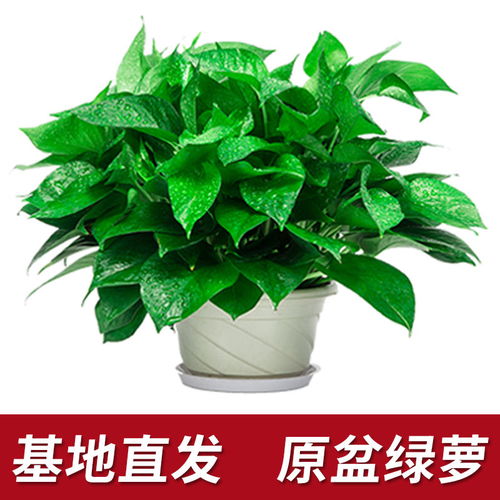 室内绿植水培懒人_水培植物室内盆栽绿植--第1张
