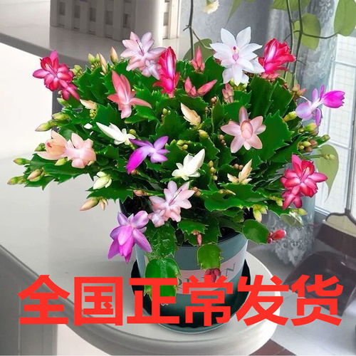 懒人绿植浓香味_浓香植物花卉--第1张
