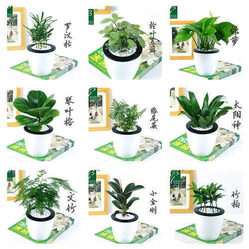 绿植盆栽客厅懒人_绿植盆栽客厅懒人摆放图片--第1张