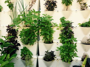 懒人适合种植什么绿植呢_适合懒人种植的花卉有哪些--第1张