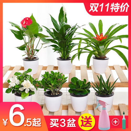 懒人水培绿植客厅_懒人水培植物--第1张