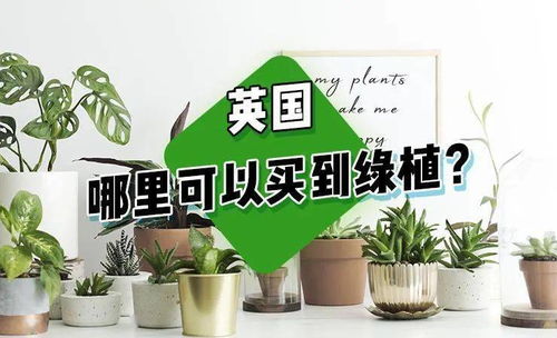 懒人怎样购买绿植_懒人怎样购买绿植呢--第1张