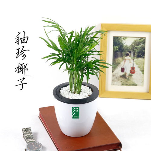 懒人绿植观赏图片_懒人绿植观赏图片高清--第1张