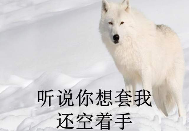 短剧重生八九空手套白狼免费在线观看_重回八九空手套白狼--第1张