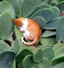 猫咪适合懒人养绿植_适合养猫的盆栽--第1张