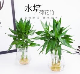 懒人水培室内绿植_水培植物室内盆栽绿植--第1张