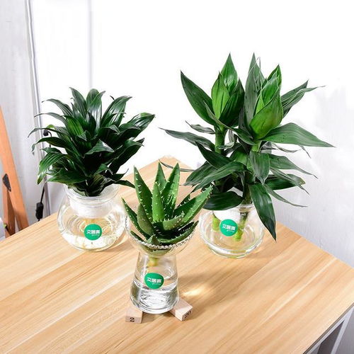 绿植盆懒人款_绿植盆栽diy--第1张