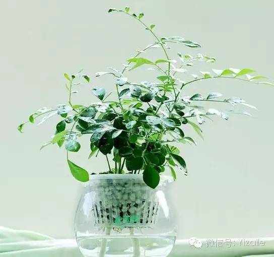 懒人绿植盆景图片_懒人植物怎么养--第1张