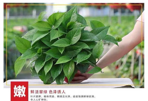 时尚懒人绿植_懒人植物花卉--第1张