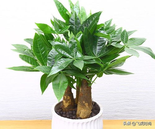 懒人绿植之首_懒人绿植之首是什么花--第1张