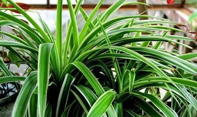 懒人绿植养鱼好吗_懒人绿植养鱼好吗图片--第1张