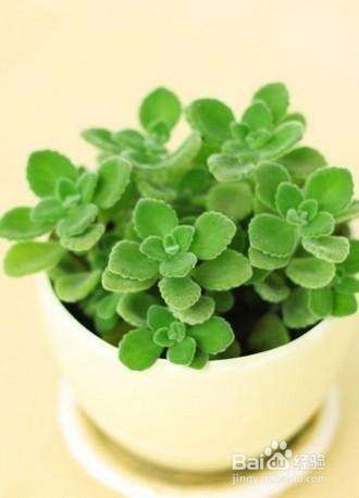懒人绿植香味_家庭养带香味的绿植--第1张