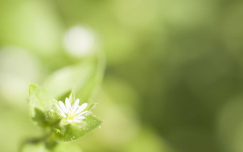 桌面懒人绿植测评_桌面小植物怎么养?--第1张