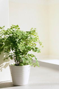 北方懒人绿植室内_适合北方室内养的小型绿植--第1张