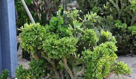 绿植懒人盆_懒人盆怎么种花--第1张