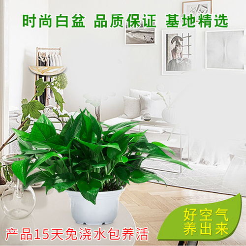 懒人绿植自吸水_适合自吸水的植物--第1张