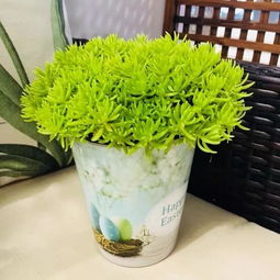 绿植耐寒懒人植物_耐寒绿植盆栽--第1张