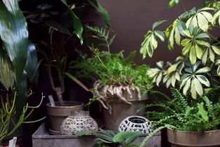 北方懒人绿植室内_北方懒人绿植室内能养吗--第1张