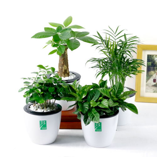 客厅绿植懒人绿植好吗图片_客厅绿植效果--第1张