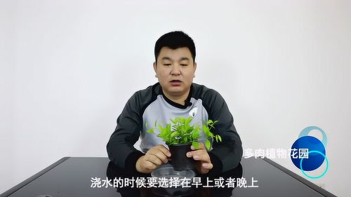 懒人桌面绿植大型_懒人桌面绿植大型图片--第1张
