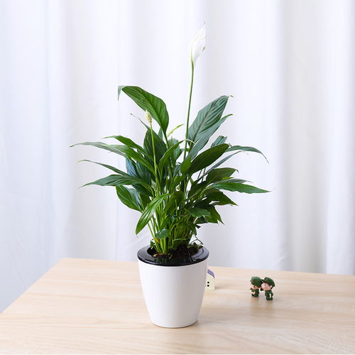懒人绿植高盆_适合懒人盆的植物--第1张