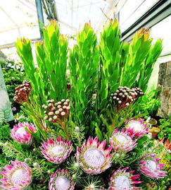 菊花绿植懒人花_菊花懒梳妆品种--第1张