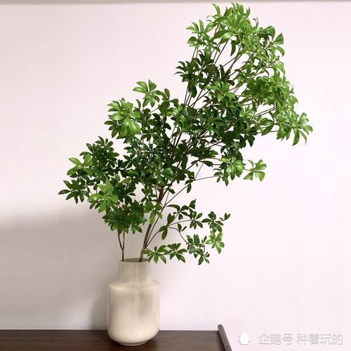 懒人绿植推荐_懒人植物花卉--第1张