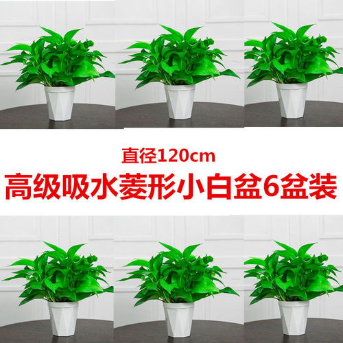 懒人室内大型水培绿植_室内水培绿植大全--第1张