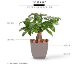 大型绿植懒人盆_大型绿植懒人盆景图片--第1张