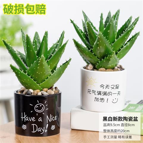 懒人水培室内绿植_室内水培盆栽--第1张