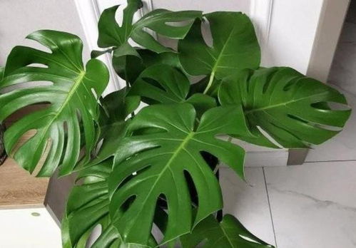 懒人绿植日记_懒人绿植日记怎么写--第1张