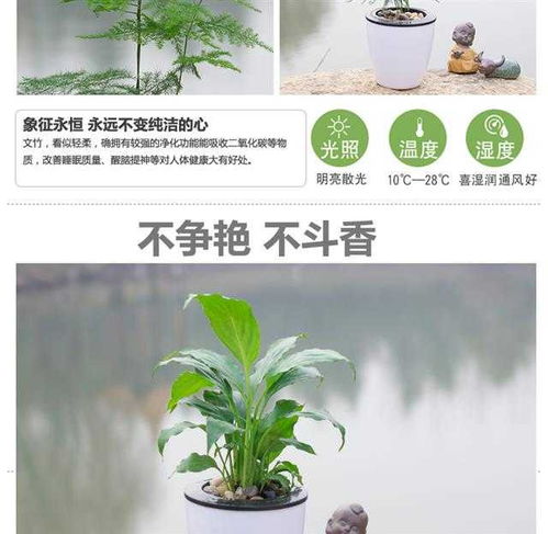 菊花绿植懒人花_菊花植物怎么养--第1张