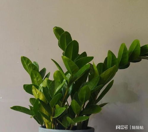 懒人盆栽绿植_适合懒人盆养的花--第1张