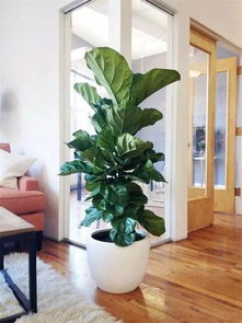 室内懒人绿植陈列_室内绿植造型--第1张