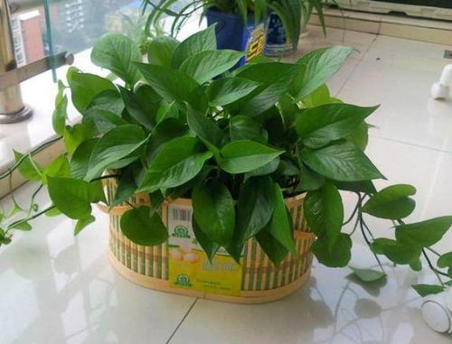 懒人绿植花_懒人 绿植--第1张