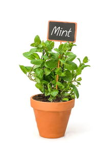 懒人绿植组合图片_108种懒人植物--第1张