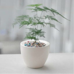 适合懒人种的北方绿植盆栽_北方地区适合懒人养的花--第1张
