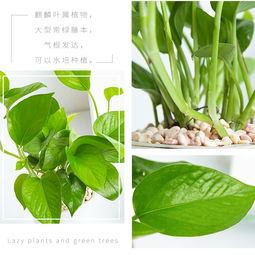 懒人绿植景观_懒人绿植景观图片大全--第1张
