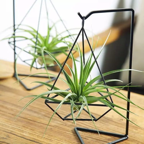 懒人绿植凤梨图片_懒人绿植凤梨图片大全--第1张