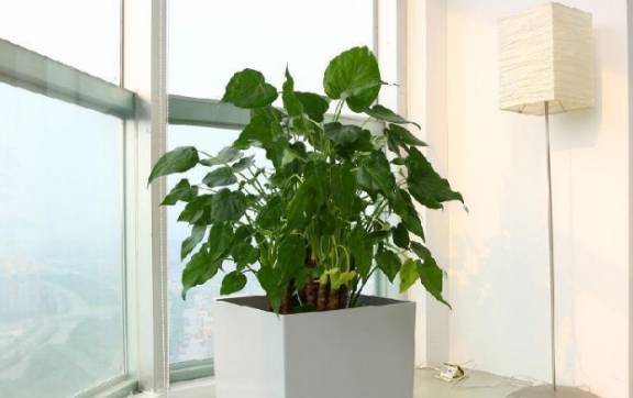 客厅绿植懒人绿植好吗图片_客厅绿植懒人绿植好吗图片--第1张
