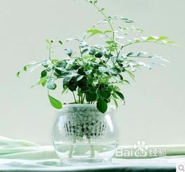绿植懒人养殖方法_绿植养护小妙招--第1张